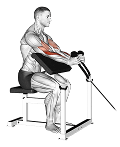 Cable Rope Hammer Preacher Curl exercise demonstration for Biceps, and Upper Arms, Cable