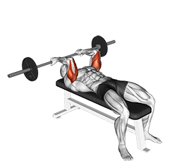 Reverse Grip Skullcrusher exercise demonstration for Upper Arms, Barbell