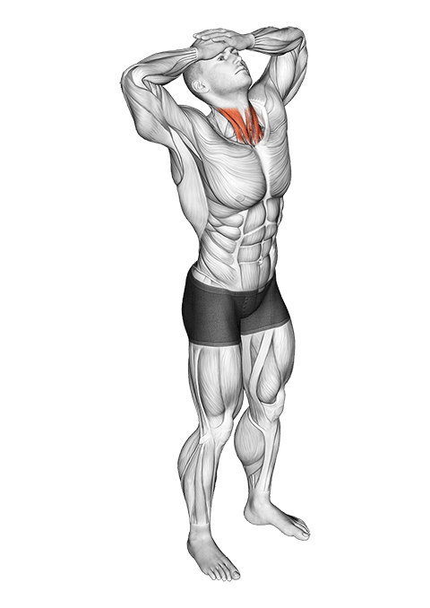 Neck Flexor Stretch exercise demonstration for Neck, Body weight