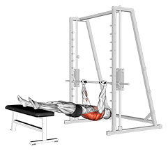 Inverted Row on Bench exercise demonstration for Back, Body weight