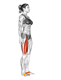 Resistance Band Leg Lift exercise demonstration for Quadriceps, and Thighs, Resistance Band