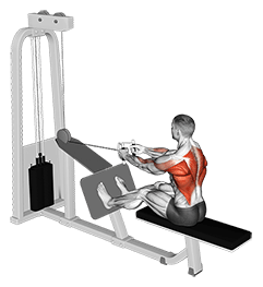 Cable Seated Row with V bar exercise demonstration for Back, Cable