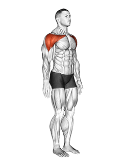 Shoulder - Abduction - Articulations exercise demonstration for Shoulders, Body weight