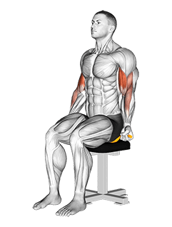 Resistance Band Seated Biceps Curl exercise demonstration for Biceps, and Upper Arms, Resistance Band