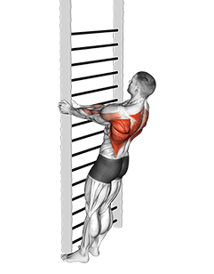 Bodyweight Standing Close-grip Row exercise demonstration for Back, Body weight