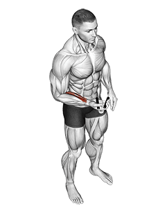Hand Spring Wrist Curl exercise demonstration for Forearms, Weighted