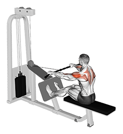 Cable Rear Delt Row exercise demonstration for Shoulders, Cable