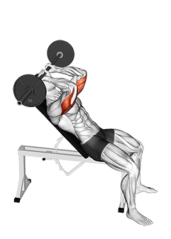 Barbell Incline Triceps Extension Skull Crusher exercise demonstration for Triceps, and Upper Arms, Barbell