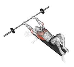 Barbell Pullover demonstration