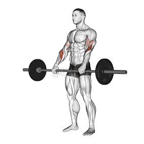 Barbell Reverse Curl demonstration
