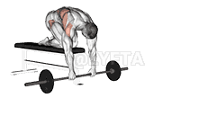 Barbell Rollout from Bench demonstration