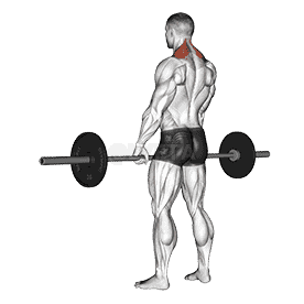 Barbell Shrug demonstration