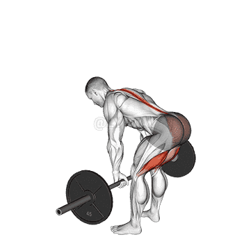 Barbell Straight Leg Deadlift demonstration