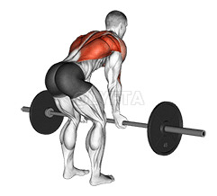 Barbell Reverse Grip Bent over Row demonstration