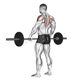 Barbell Wide-grip Upright Row demonstration