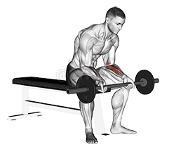 Barbell Wrist Curl demonstration