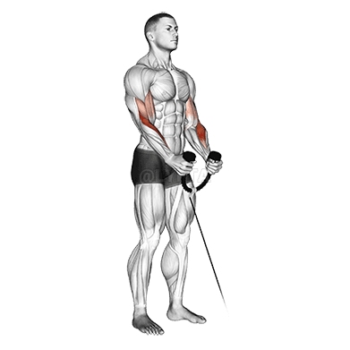 Cable Hammer Curl demonstration