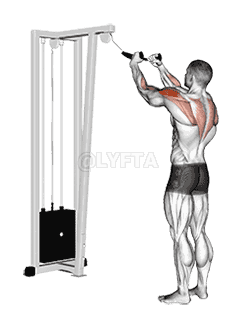 Cable Rear Delt Row demonstration