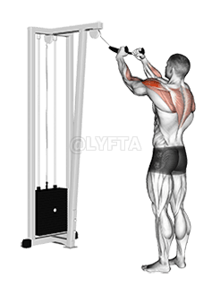 Cable Rear Delt Row demonstration