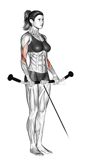 Cable Reverse Curl demonstration