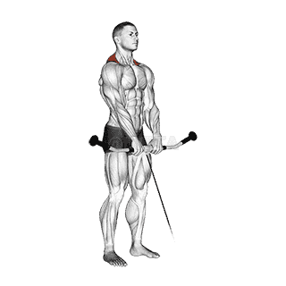 Cable Shrug demonstration
