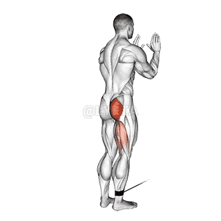 Cable Standing Hip Extension demonstration