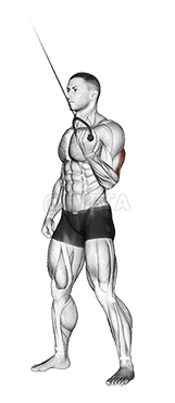 Cable Standing One Arm Triceps Extension demonstration