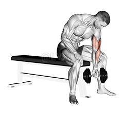 Dumbbell Concentration Curl demonstration