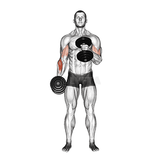 Dumbbell Cross Body Hammer Curl demonstration
