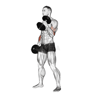 Dumbbell Hammer Curl demonstration