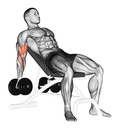 Dumbbell Incline Biceps Curl demonstration