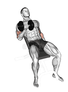 Dumbbell Incline Curl demonstration