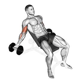 Dumbbell Incline Inner Biceps Curl demonstration