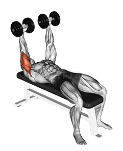 Dumbbell Lying Extension demonstration