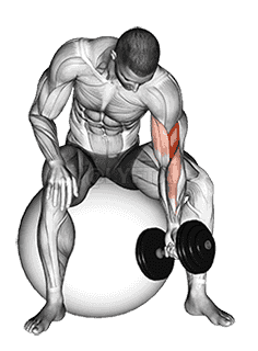 Dumbbell One Arm Concetration Curl demonstration
