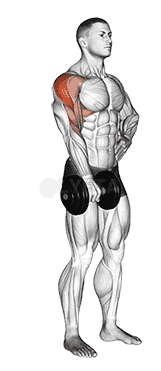 Dumbbell One Arm Upright Row demonstration