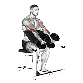 Dumbbell Peacher Hammer Curl demonstration