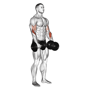 Revers grip Biceps Curl demonstration