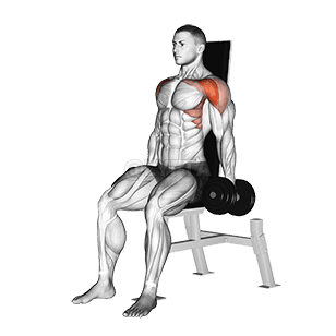 Seated Front Raise demonstration
