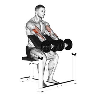 Dumbbell Seated Preacher Curl demonstration