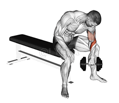 Dumbbell Seated Revers grip Concentration Curl demonstration