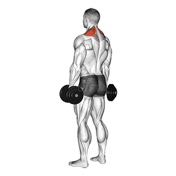 Dumbbell Shrug demonstration