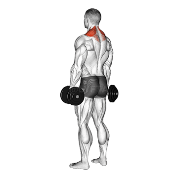 Dumbbell Shrug demonstration