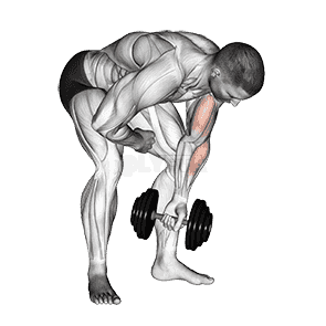 Dumbbell Standing One Arm Concentration Curl demonstration