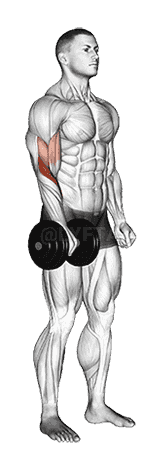 Dumbbell Standing One Arm Reverse Curl demonstration