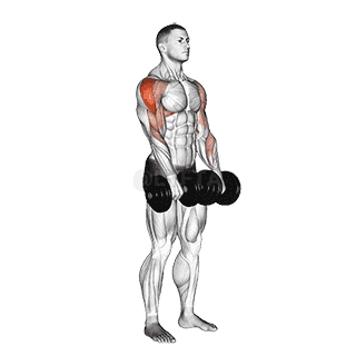Dumbbell Upright Row demonstration