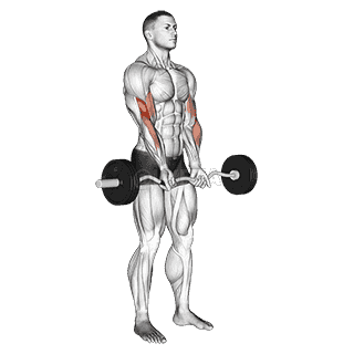 Close-grip Curl demonstration