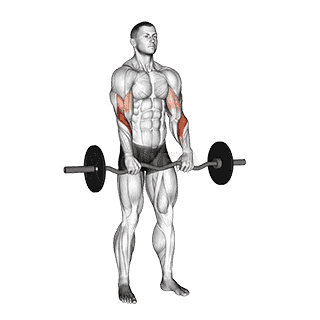Reverse Grip Curl demonstration