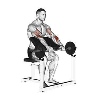EZ Barbell Reverse grip Preacher Curl demonstration