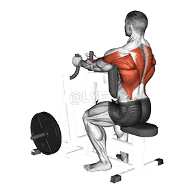 Lever Neutral Grip Seated Row demonstration